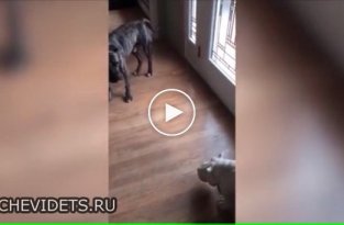 Собака боится игрушечного носорога