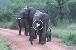 Слонёнок атакует!