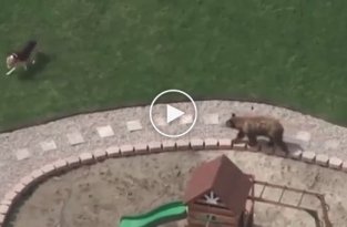 Бесстрашный щенок прогнал медведя