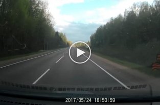 Иномарка сбила лося в Тверской области