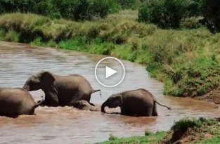 Маленький слоненок начал тонуть в реке. Внимание на реакцию других слонов