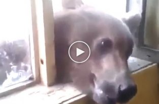 Медведь попытался залезть в дом через окно