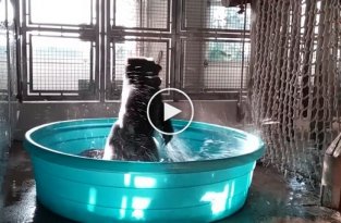 Эта горилла знает, как нужно хорошо проводить время в бассейне