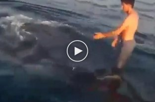 Парни оседлали китовую акулу