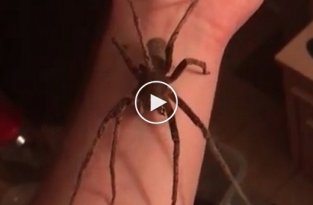 Храбрость или глупость. Один из самых ядовитых в мире пауков прогулялся по руке мужчины