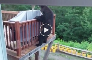 Медведь хочет в гости