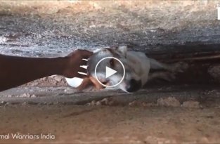 Парень спас собаку которая застряла в узком месте