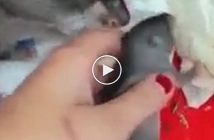 Крыса показывает своего детеныша