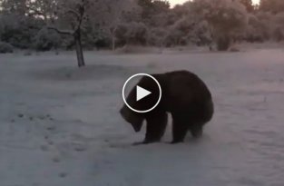 Первое знакомство циркового медведя со снегом