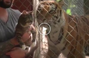 Реакция кота на тигров в зоопарке