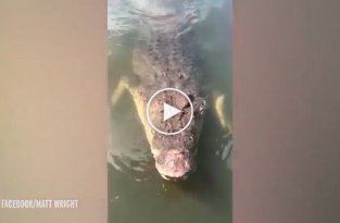 Крокодил едва не напал на оператора