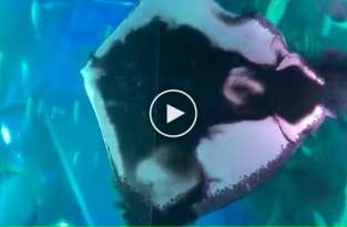 Морской скат удивил посетителей океанариума