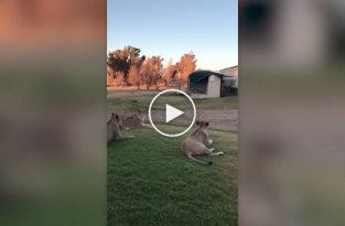 Молодые львы устроили охоту на дрон