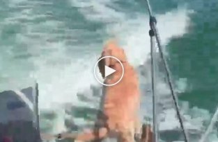 Собака гавкает на дельфина, сопровождающего катер