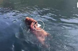 Медведица плывет с медвежатами по реке Лена