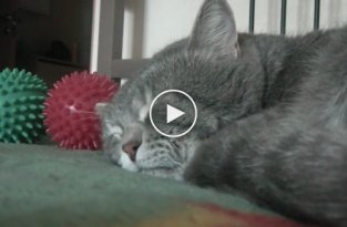 Пушистый кот разговаривает с хозяином во сне
