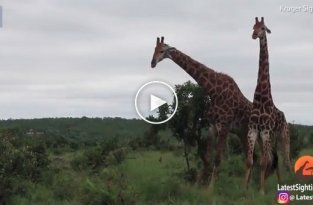 Битва жирафов за самку