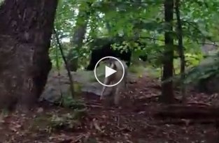 Собака отгоняет медведя от своего хозяина