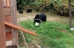 Житель Канады вежливо попросил медведей уйти с его двора и они согласились