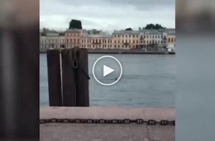 Суровый житель Санкт-Петербурга