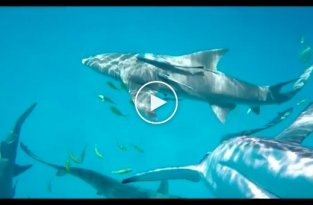 Глупая акула попыталась съесть камеру GoPro