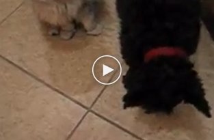 Кот ворует печеньки и делится с собакой