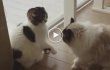 Lupta a două pisici foarte politicoase - neimplicate - este plină de divertisment