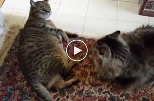 Драка двух толстых котов