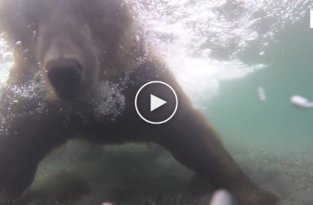 Медведь под водой на рыбалке