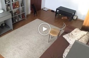 Девушка оставила собаку одну дома и записала на видео, что она делает