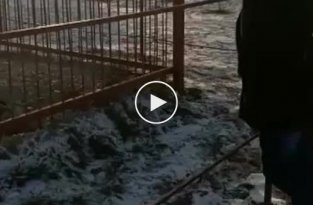 Издевательства над животными в контактном зоопарке Приморского края