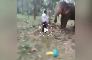 Слон отбросил парня, попытавшегося повторить на нём трюк из фильма Бахубали