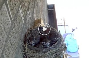 Во время прямой трансляция ястреб похитил птенцов зарянки из гнезда