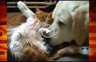Милое видео. Собака помогала кошке во время родов