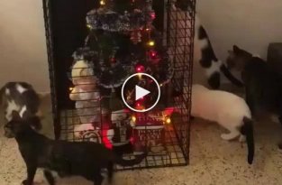 Новый год с пятью кошками и замурованной елкой
