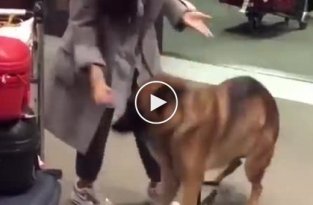 Пес встречает хозяйку в аэропорту