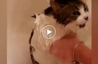 Когда коты не хотят быть мокрыми