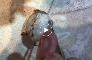 Рождение сиднейских лейкопаутинных пауков