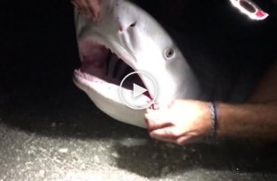 Спасение акулы от рыбацких крючков