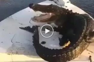 Мужчины прогнали крокодила с лодки
