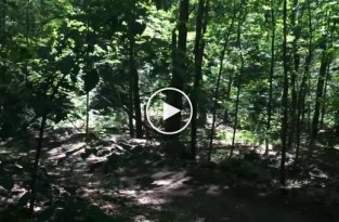 Неожиданная встреча с Boston Dynamics в лесу