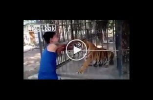 Азиат засунул руку в клетку с тигром и очень скоро пожалел об этом