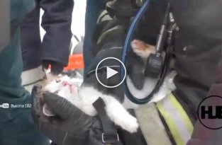 В Волгограде пожарные спасли кота, когда тушили пожар в жилом доме