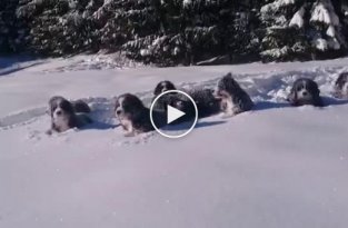 Мы не ищем легких путей. Жизнерадостные щенки прокладывают себе дорогу через большие сугробы снега