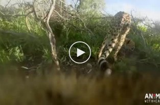 Охота гепарда от первого лица