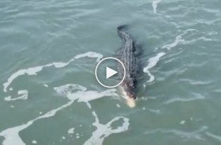 Акула попыталась отнять рыбу у крокодила