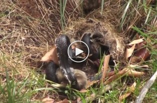 Мать зайчиха попыталась отомстить змее, которая убила ее детей