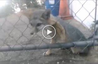 Спасение койота который застрял в заборе