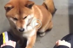 Хозяйка обманула собаку и ее удивительное выражение лица