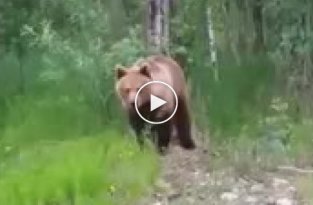 Увидели медведья и решили пообщаться (мат)